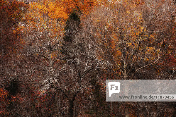 Herbstfarbener Wald; Bedford  Nova Scotia  Kanada'.