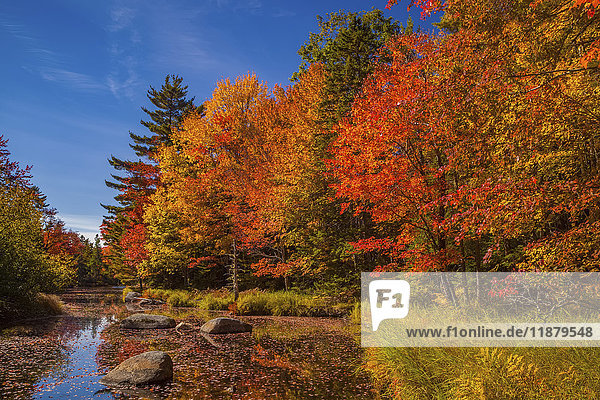 Buntes Herbstlaub an Bäumen entlang des Westfield River  in der Nähe von North Brookfield; Nova Scotia  Kanada'.