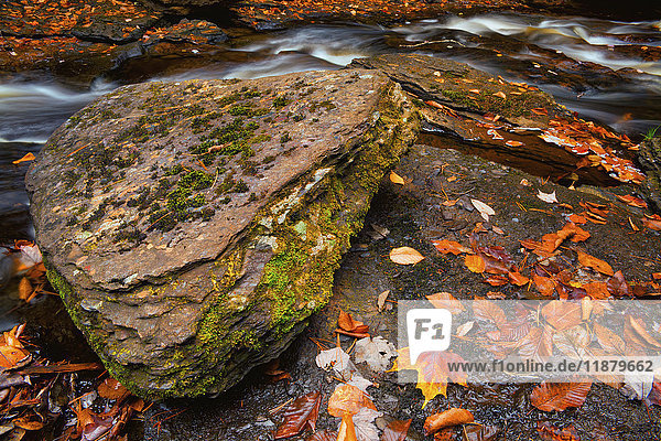 Großer Stein und herbstlich gefärbte Blätter am Dollar Lake Brook; Wyses Corner  Nova Scotia  Kanada'.