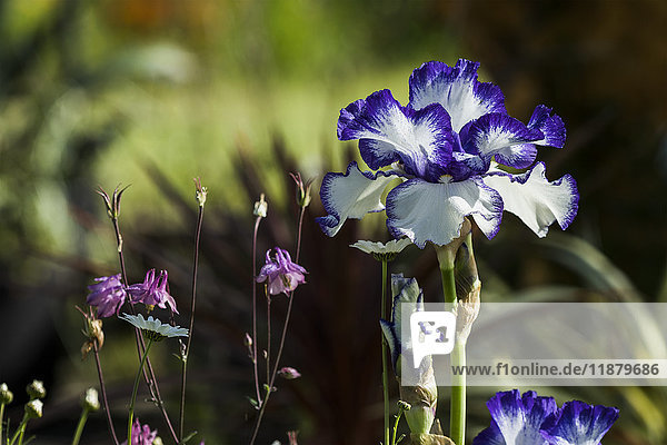 Deutsche Iris blüht in einem Garten; Astoria  Oregon  Vereinigte Staaten von Amerika'.