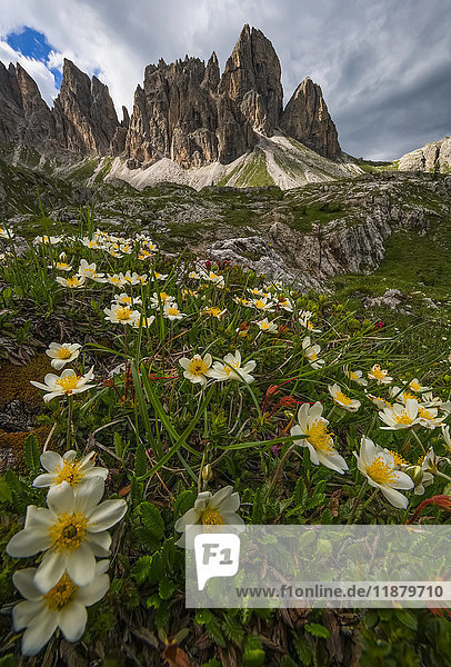 'Wildflowers in the Dolomite mountains of Italy as dusk approaches; Cortina Italy'