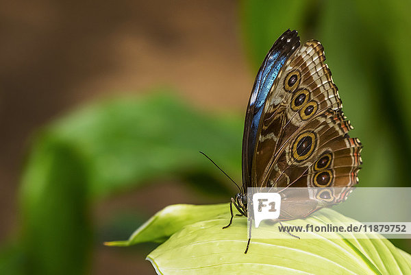 Nahaufnahme eines Schmetterlings  der sich auf einer Pflanze in den Victoria Butterfly Gardens ausruht; Victoria  British Columbia  Kanada .