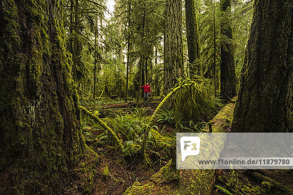 'A tourist in the lush rainforest of Cathedral Grove  MacMillan Provincial Park  Vancouver Island; British Columbia  Canada'