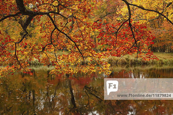 Herbstfarben entlang des Mersey River im Kejimkujik National Park; Nova Scotia  Kanada'.