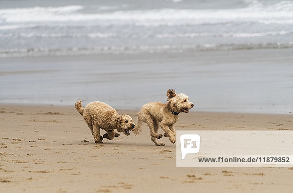 Zwei blonde Kakadus laufen am Strand am Wasser; South Shields,  Tyne and Wear,  England'.