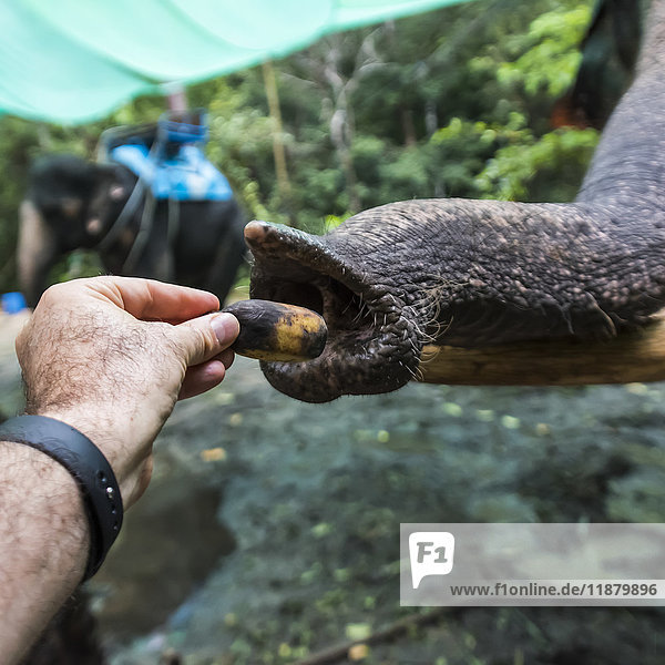 Die Hand eines Mannes beim Füttern eines Elefanten  Na Muang Safari Park; Koh Samu  Chang Wat Surat Thani  Thailand'.
