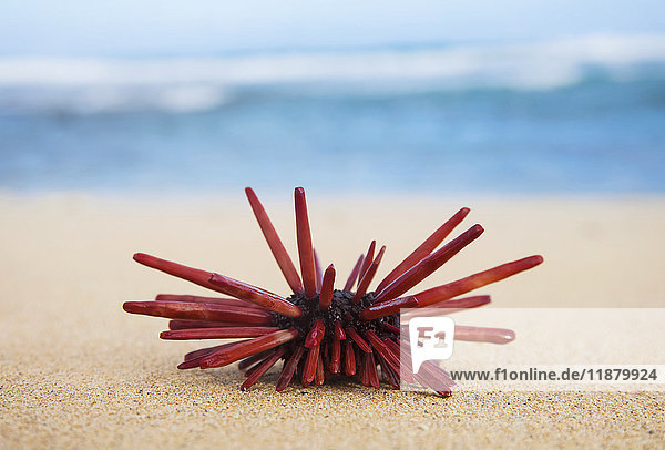 Ein Rotschiefer-Bleistifturchin (Heterocentrotus Mamillatus) klingt im Sand am Strand; Honolulu  Oahu  Hawaii  Vereinigte Staaten von Amerika'.