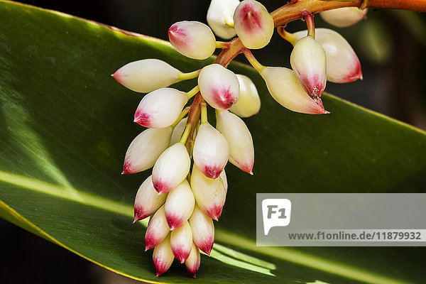 Nahaufnahme der weißen Ingwerblüte Alpinia; Maui  Hawaii  Vereinigte Staaten von Amerika'.