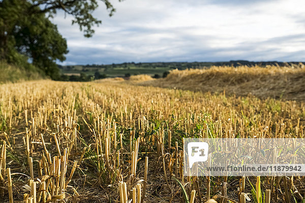 Crop stubble in a field under a cloudy sky; Ravensworth  North Yorkshire  England