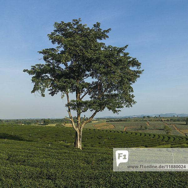 Ein einsamer Baum in einer Baumplantage mit blauem Himmel  der sich über das Ackerland erstreckt; Tambon Si Kham  Chang Wat Chiang Rai  Thailand'.