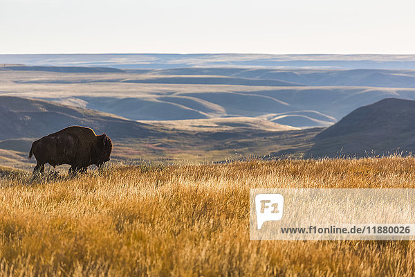 'Bison (bison bison) Grasslands National Park; Saskatchewan Canada'