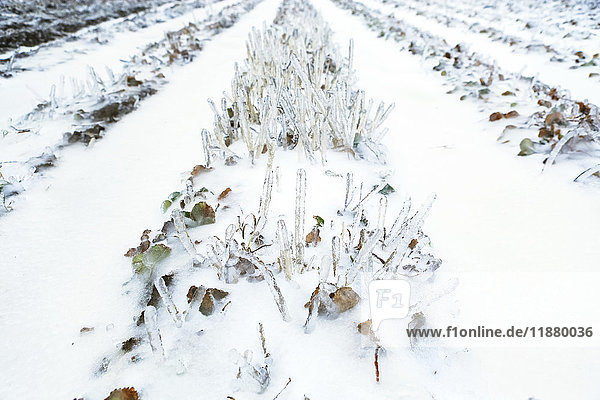 Snow covered furrows in a farm field