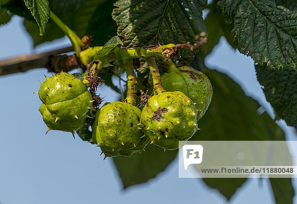 'Close-up of green fruit growing on a tree with a blue sky background; Yorkshire  England'