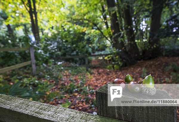 Acorns sit on a wooden fence post; Gateshead  Tyne and Wear  England