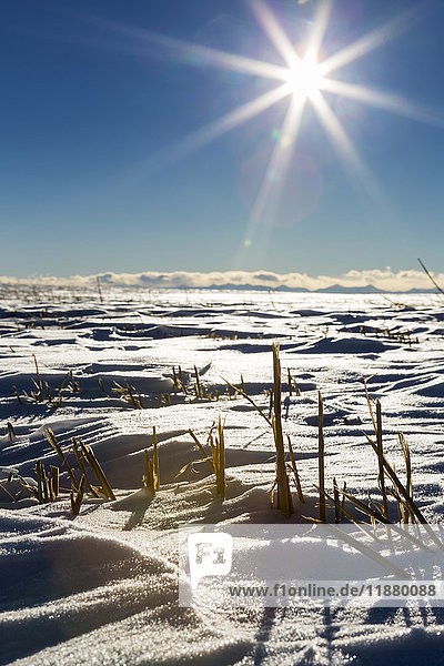 Nahaufnahme von Gerstenstoppeln in einem schneebedeckten Feld mit einer Sonneneruption und blauem Himmel im Hintergrund; Alberta  Kanada'.