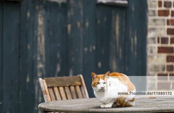 'A cat sits on a wooden table outside a building with wood and brick facade; Tyne and Wear  England'