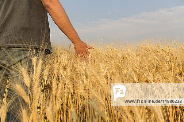 'Man walking through wheat field running his hand through the wheat; Val Marie Saskatchewan Canada'