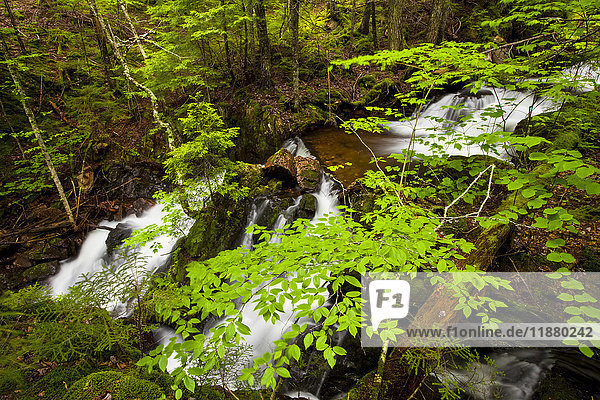 Quellwasserfälle am Horse Pasture Brook; Wentworth Valley  Nova Scotia  Kanada'.