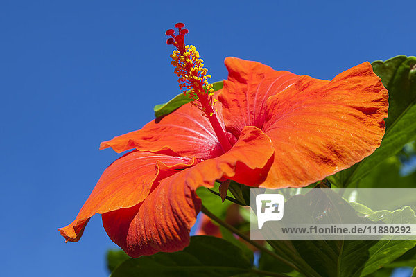 Nahaufnahme einer roten Hibiskusblüte und blauer Himmel; Maui  Hawaii  Vereinigte Staaten von Amerika'.