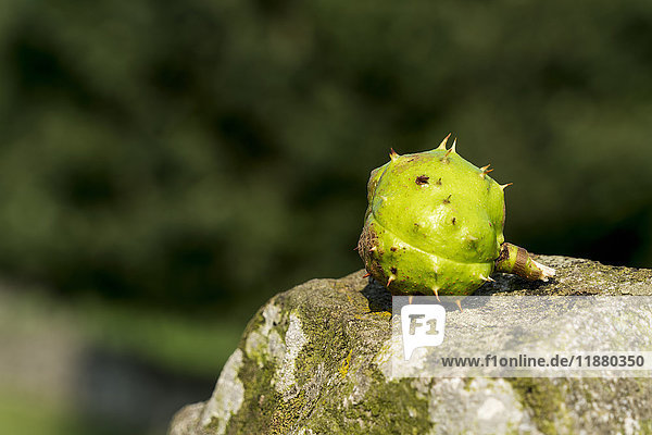 'Close-up of a green fruit sitting on a rock; Yorkshire  England'