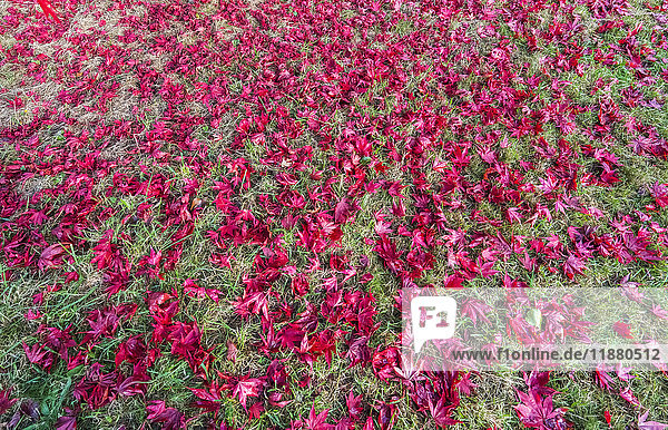 Eine Fülle von leuchtend rosafarbenen Blumen auf einem Feld; Yorkshire  England'.