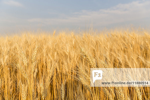 'Wheat in a field under a blue sky with cloud; Val Marie Saskatchewan Canada'