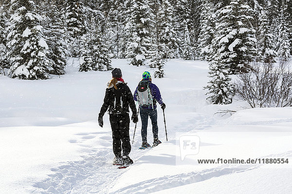 Zwei Schneeschuhwanderinnen auf einem verschneiten Weg um schneebedeckte immergrüne Bäume herum; Kananaskis Country  Alberta  Kanada'.