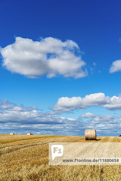 'Hay bales on a cut field under a blue sky with cloud; Ravensworth  North Yorkshire  England'