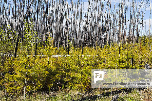 'Dead trees standing against a blue sky with cloud and new growth on the forest floor; Alberta  Canada'