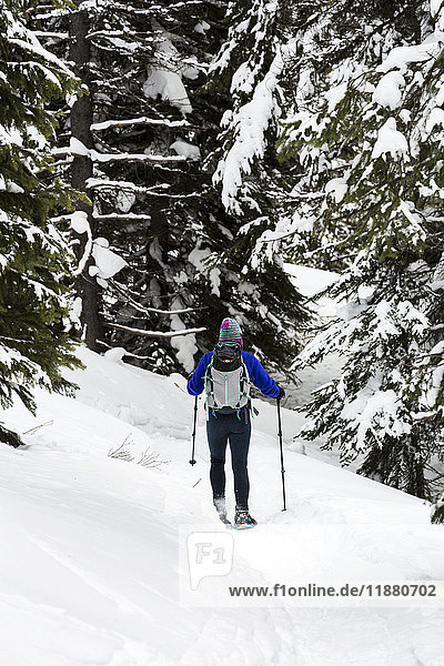 'Female snowshoeing along a trail in a snow covered forest  East of Field; British Columbia  Canada'