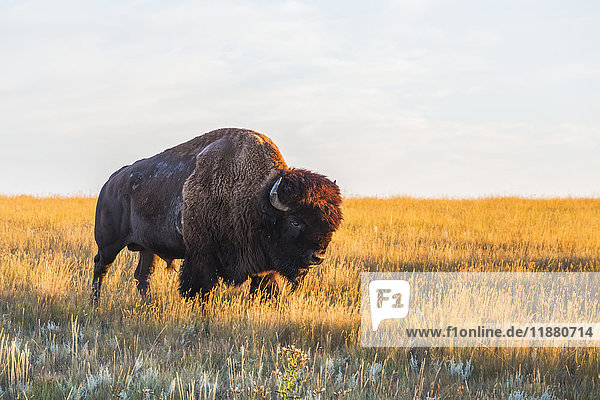 'Bison (bison bison) Grasslands National Park; Saskatchewan Canada'