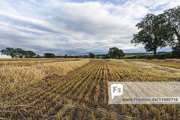 'Hay stubble on a cut field under a cloudy sky; Ravensworth  North Yorkshire  England'