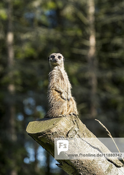 'A meerkat (Suricata suricatta) sits watchful and alert on a log; North Yorkshire  England'