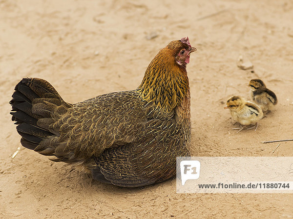 'A hen (Gallus Gallus Domesticus) with her chicks; Luang Prabang Province  Laos'