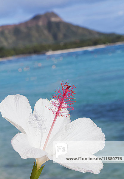 Nahaufnahme einer weißen Hibiskusblüte mit Diamond Head und Waikiki Beach im Hintergrund; Honolulu  Oahu  Hawaii  Vereinigte Staaten von Amerika'.