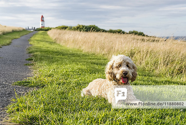 Ein blonder Kakadu sitzt im Gras neben einem Weg  der zum Souter Lighthouse führt; South Shields  Tyne and Wear  England'.