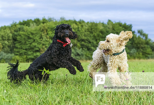 'Two dogs play in a grass field; Whitburn  Tyne and Wear  England'