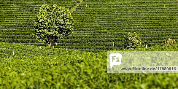 'Tea plantation; Tambon Si Kham  Chang Wat Chiang Rai  Thailand'