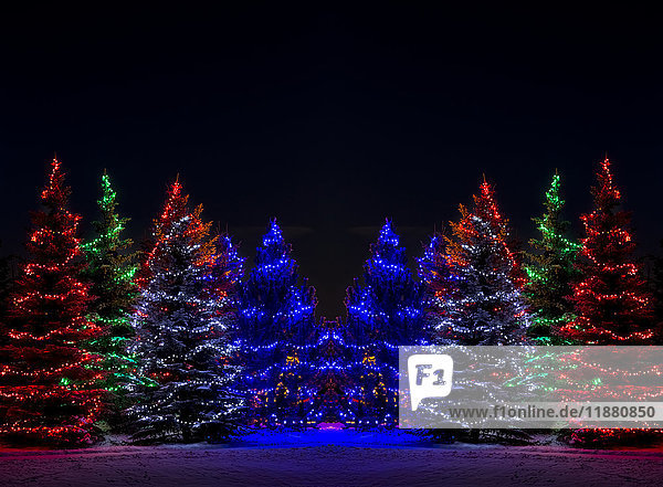 Bunte Weihnachtsbeleuchtung um mehrere immergrüne Bäume; Calgary  Alberta  Kanada'.
