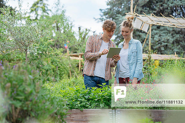 Young man and woman in urban garden  photographing plants using digital tablet