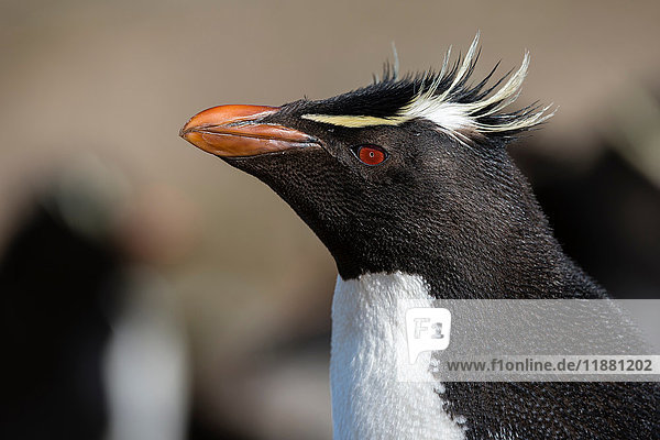 Nahaufnahme eines Rockhopper-Pinguins (Eudyptes chrysocome)  Port Stanley  Falklandinseln  Südamerika