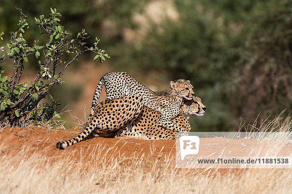 A Cheetah cub (Acinonyx jubatus)  playing with its mother  Samburu National Reserve  Kenya  Africa