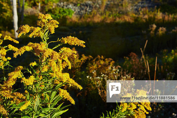 Die Kanadische Goldrute (Solidago altissima)  Nahaufnahme  Colgate Lake Wild Forest  Catskill Park  Bundesstaat New York  USA