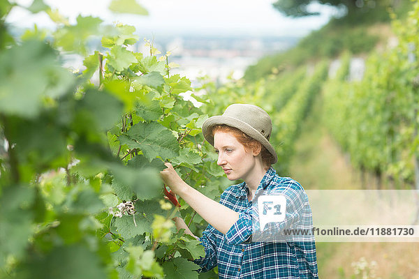 Woman working in vineyard  Baden-Wurttemberg  Germany