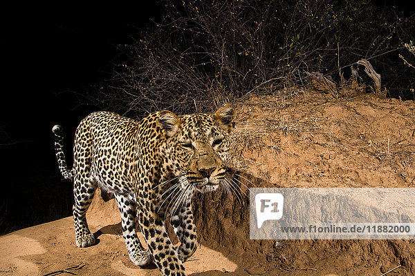 Eine ferngesteuerte Kamerafalle fängt einen Leoparden (Panthera pardus) ein  Kalama Conservancy  Samburu  Kenia  Afrika