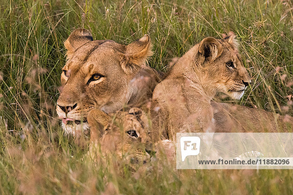 Löwin und Jungtiere (Panthera leo)  Masai Mara  Kenia  Afrika