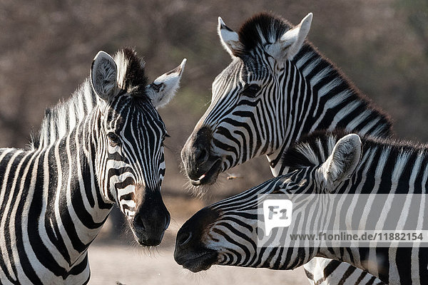 Drei Burchell-Zebras (Equus burchellii)  Kalahari  Botswana  Afrika