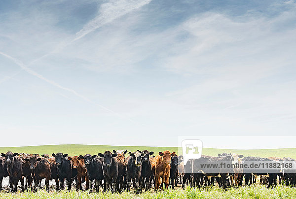 Portrait of a row of cows in field landscape