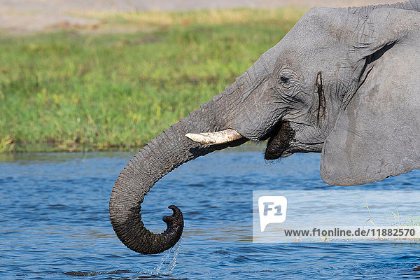 Afrikanischer Elefant (Loxodonta africana)  trinkt im Fluss Khwai  Okavango-Delta  Botswana  Afrika