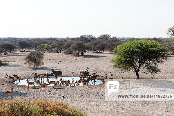 Großer Kudus (Tragelaphus strepsiceros) und Impalas (Aepyceros melampus) am Wasserloch  Kalahari  Botswana  Afrika